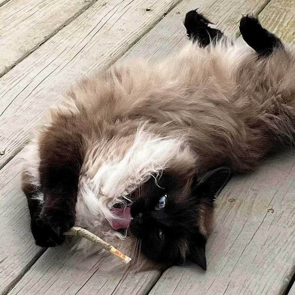 Catnip Pet Supplies H419