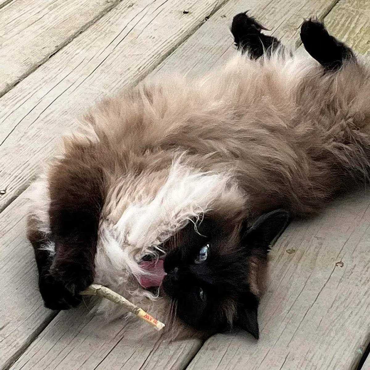Catnip Pet Supplies H419