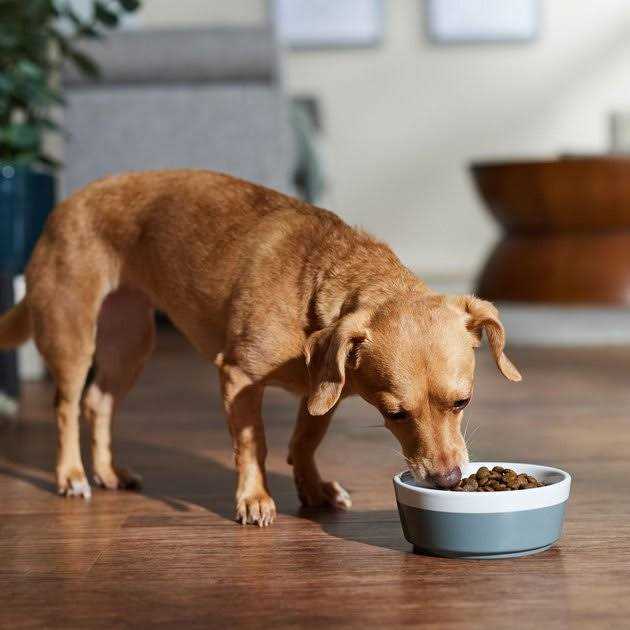 Dog Dry Food Boar & Apple Adult Mini U54544