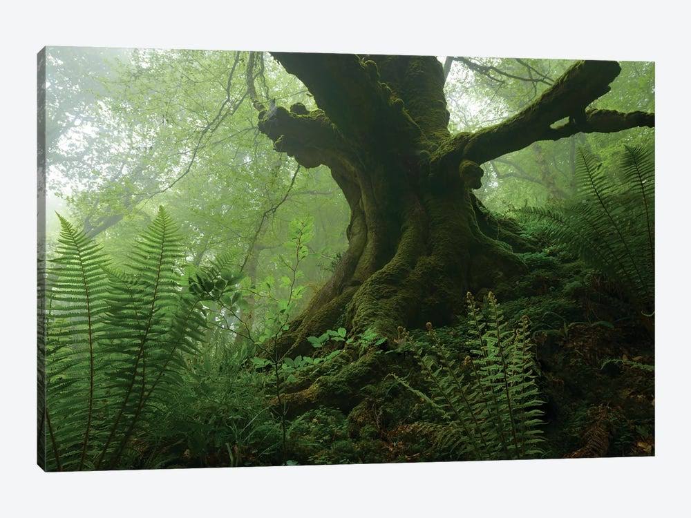 Canvas Artwork Print P48868