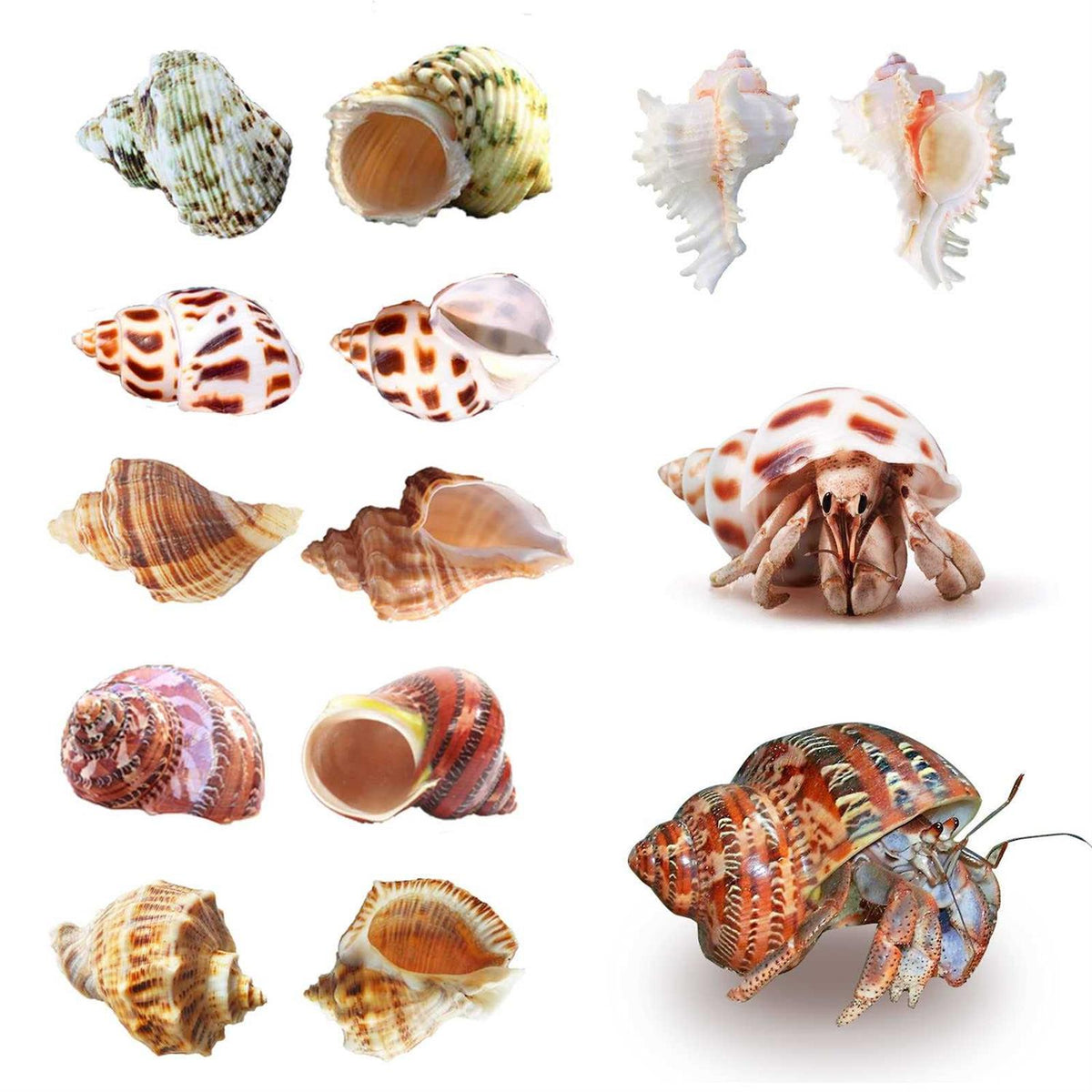 Hermit Crab Shells Medium to Large Natural Conch K316370