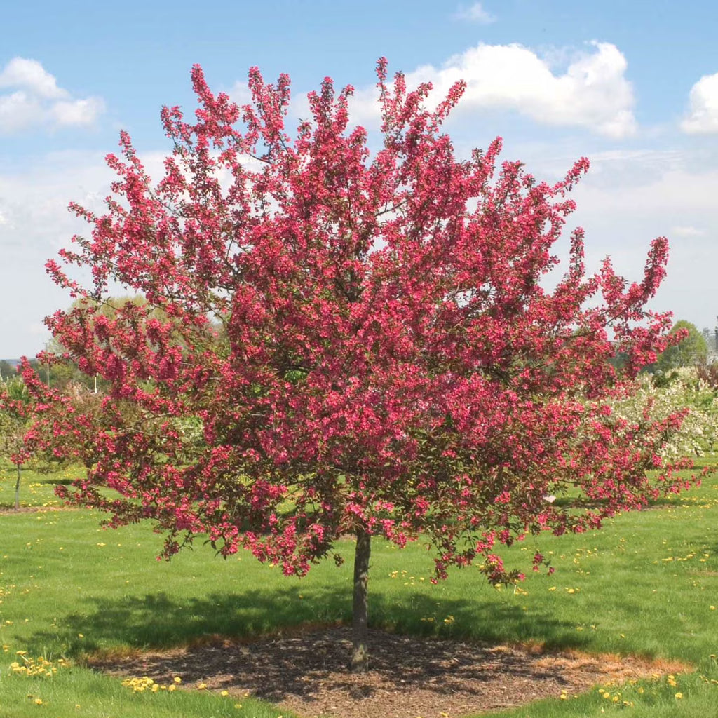 Dormant Bare Root Ornamental Tree (1-Pack) L47184