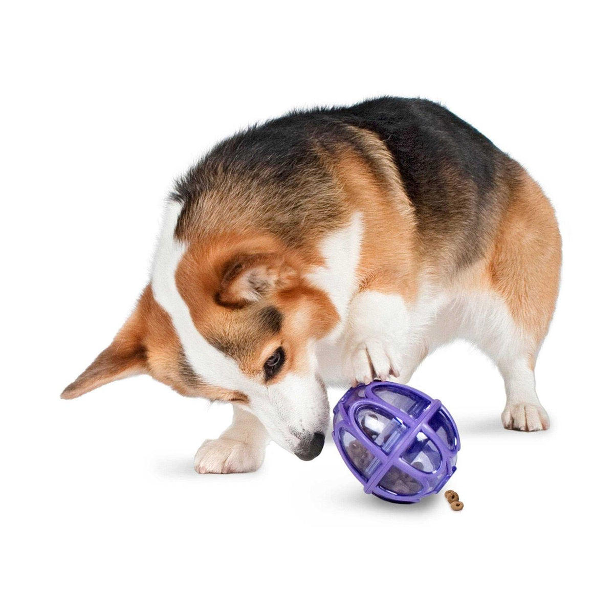 Kibble Nibble Dog Toy B96361