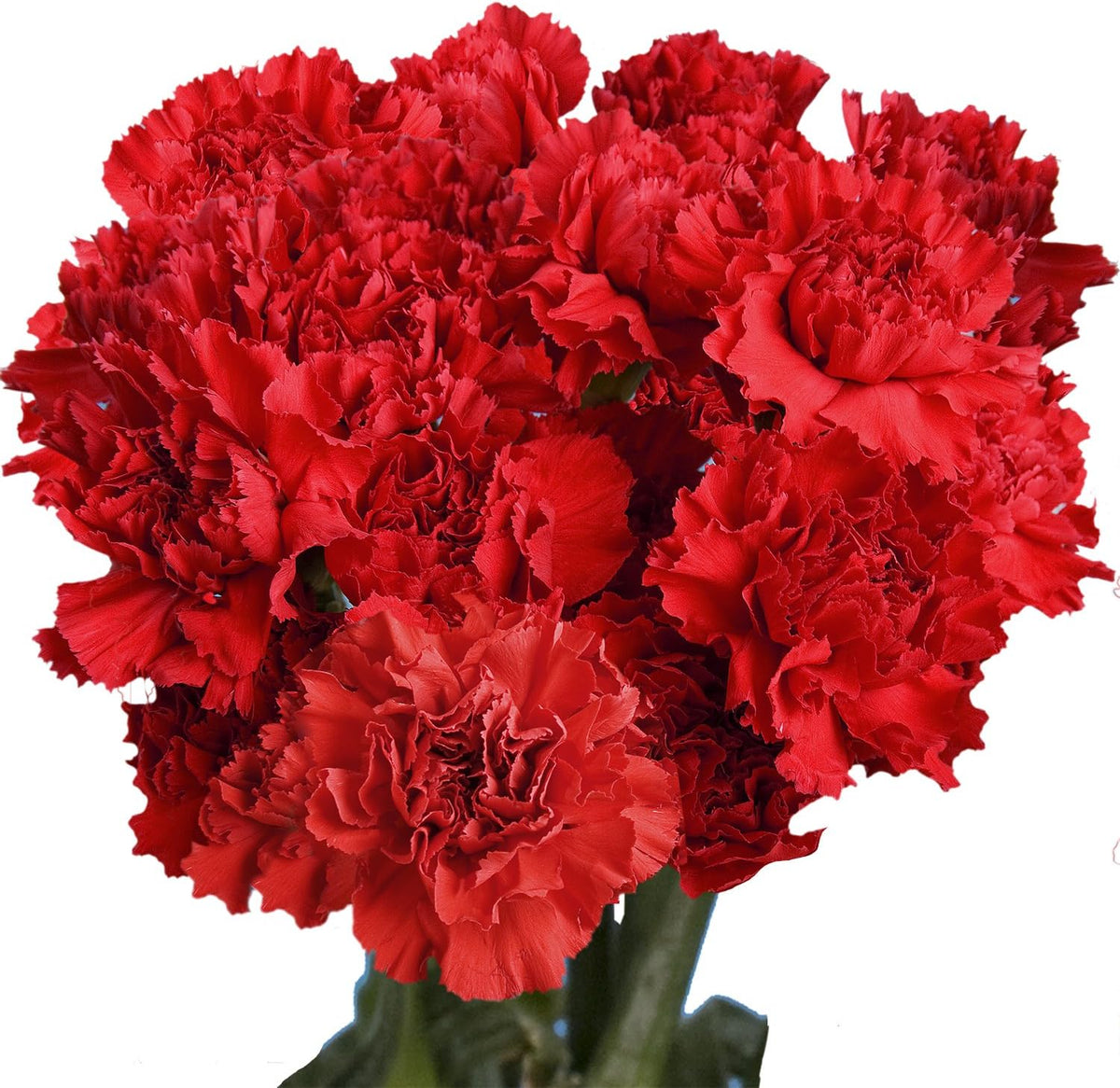 100 Red Carnation Fresh Flowers I527805
