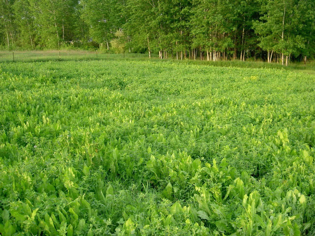 Perennial Food Plot Seed B650
