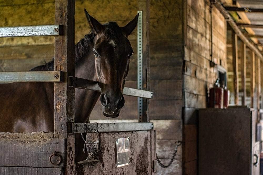 3 Tubes Equine Wormer Paste Y155
