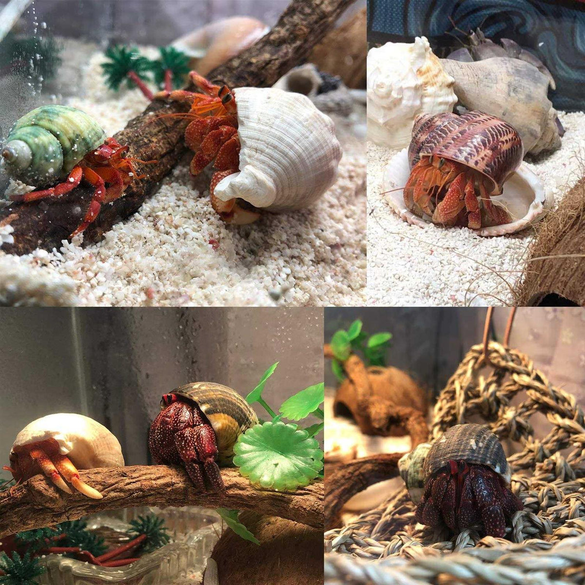 Hermit Crab Shells Medium to Large Natural Conch K316370