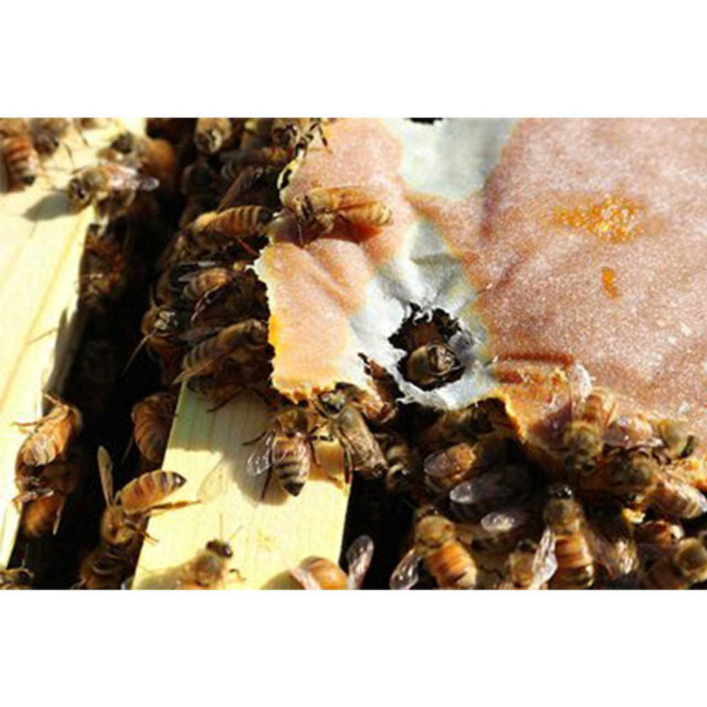 Bee Patties O9206