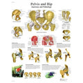 Hip & Pelvis Laminated Anatomical Chart Z4785