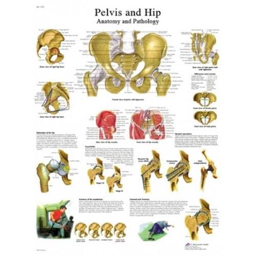 Hip & Pelvis Laminated Anatomical Chart Z4785