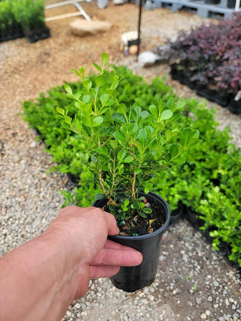 Live Plant 1 QT Evergreen O8131