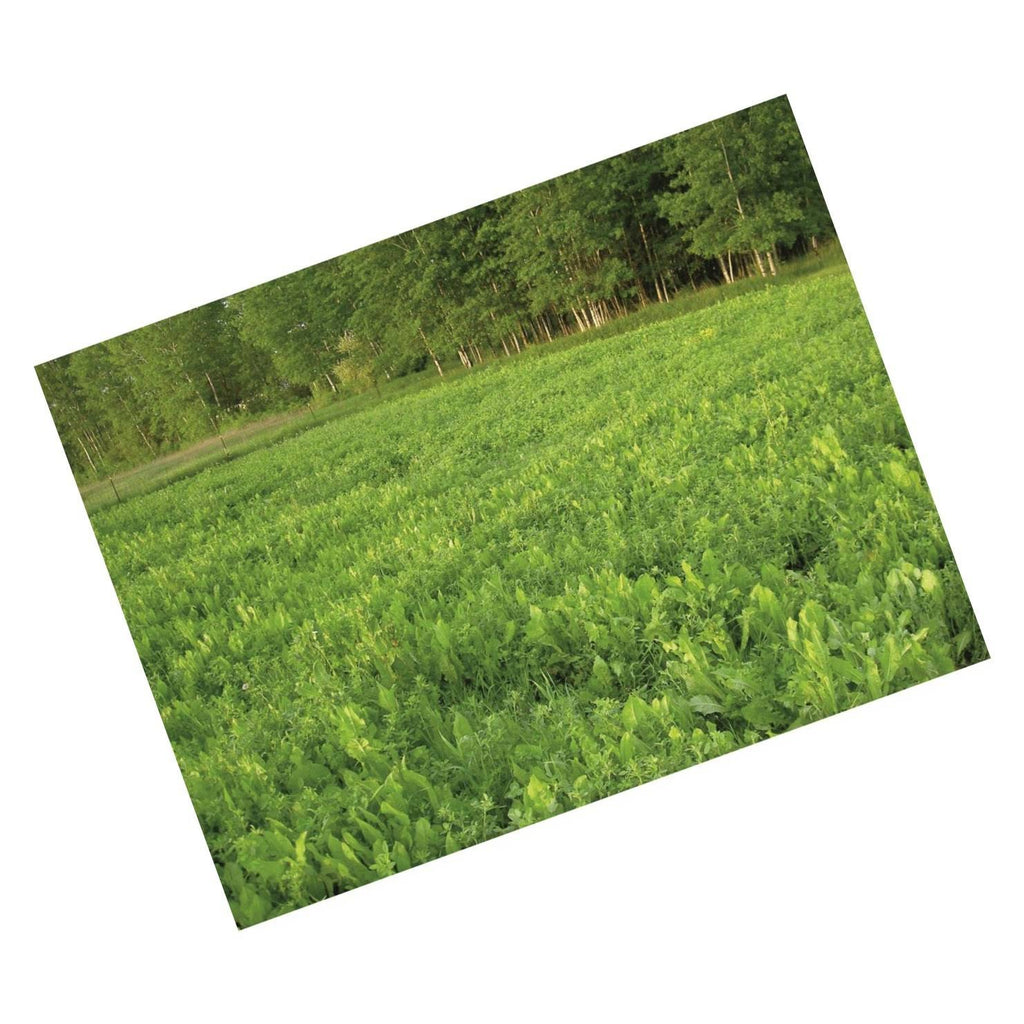 Perennial Food Plot Seed B650