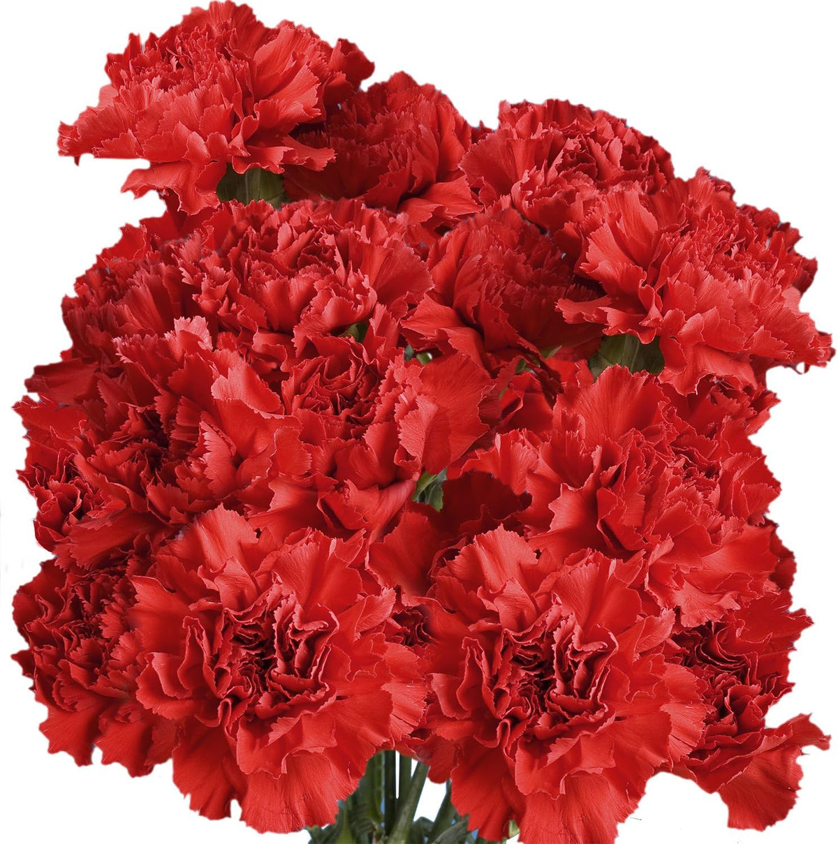 100 Red Carnation Fresh Flowers I527805