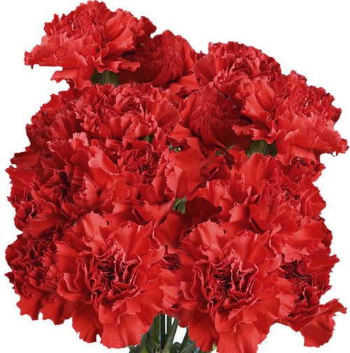 100 Red Carnation Fresh Flowers I527805