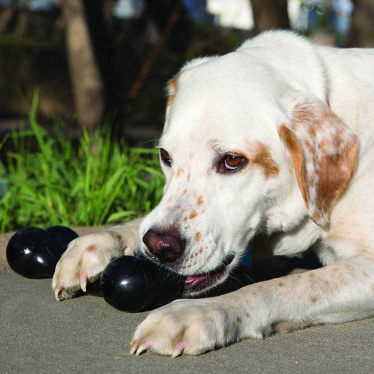 Dog Toy Bone J94728