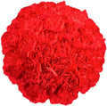 100 Red Carnation Fresh Flowers I527805