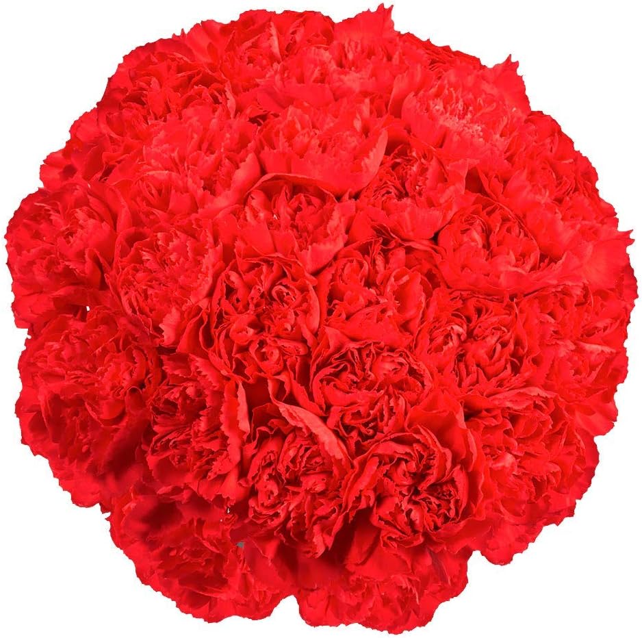 100 Red Carnation Fresh Flowers I527805