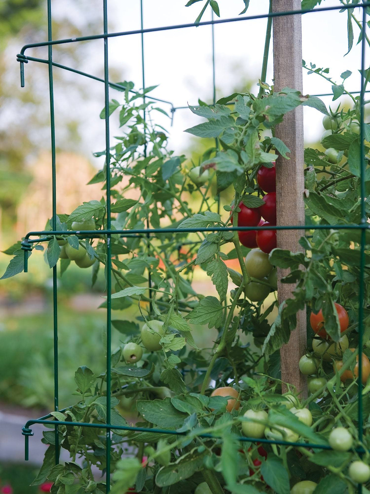 Green 3 Cages 3 Extenders Cage F679070