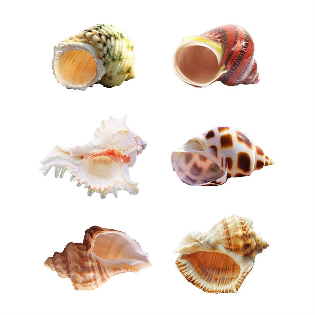 Hermit Crab Shells Medium to Large Natural Conch K316370