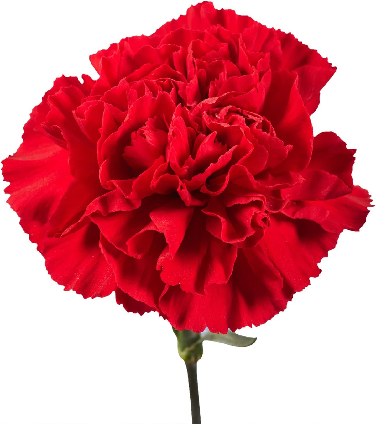 100 Red Carnation Fresh Flowers I527805