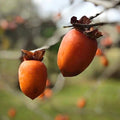 Saijo Persimmon Tree V733944