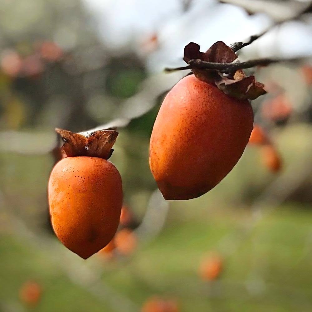 Saijo Persimmon Tree V733944