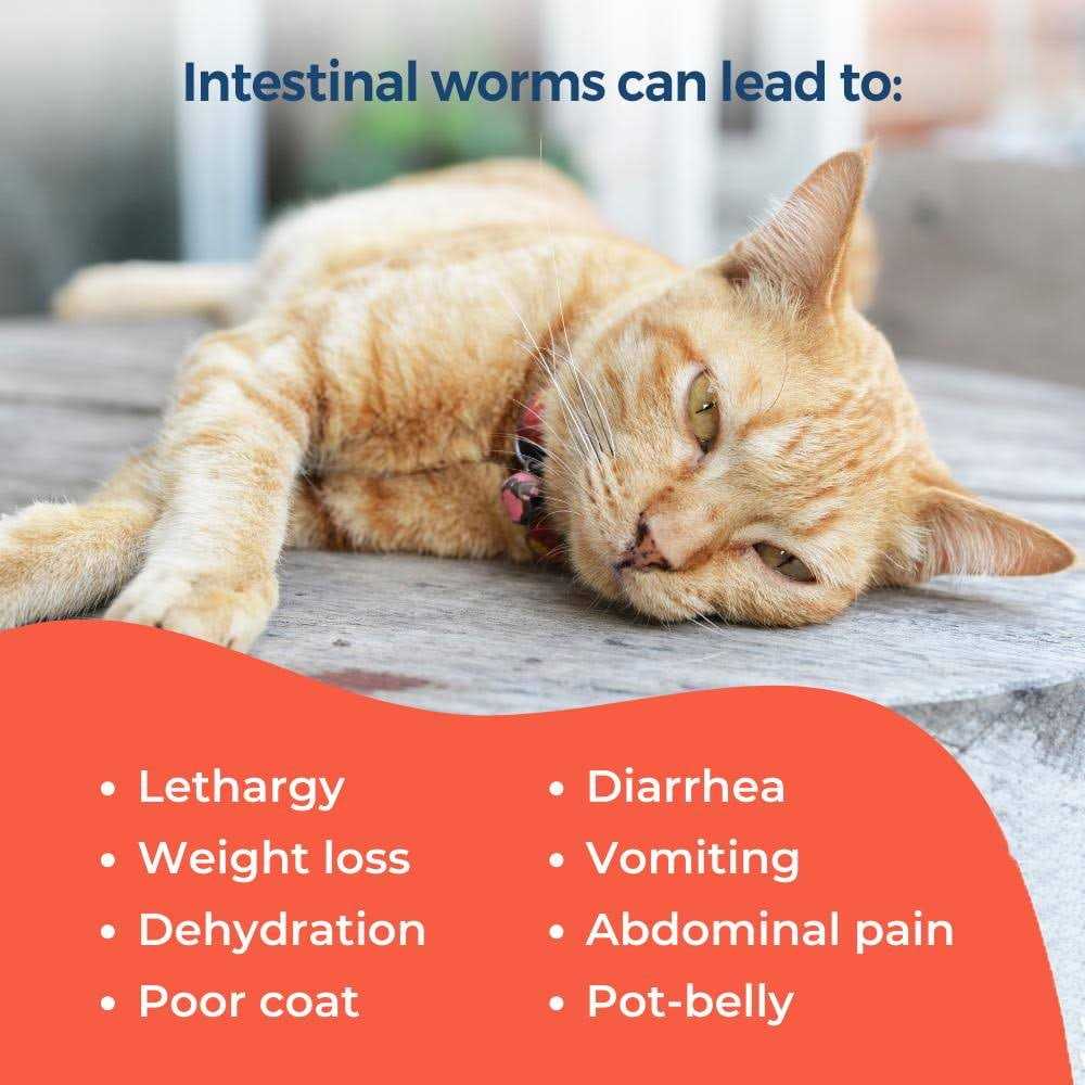 Broad Spectrum Dewormer for Cats and Kittens I579881