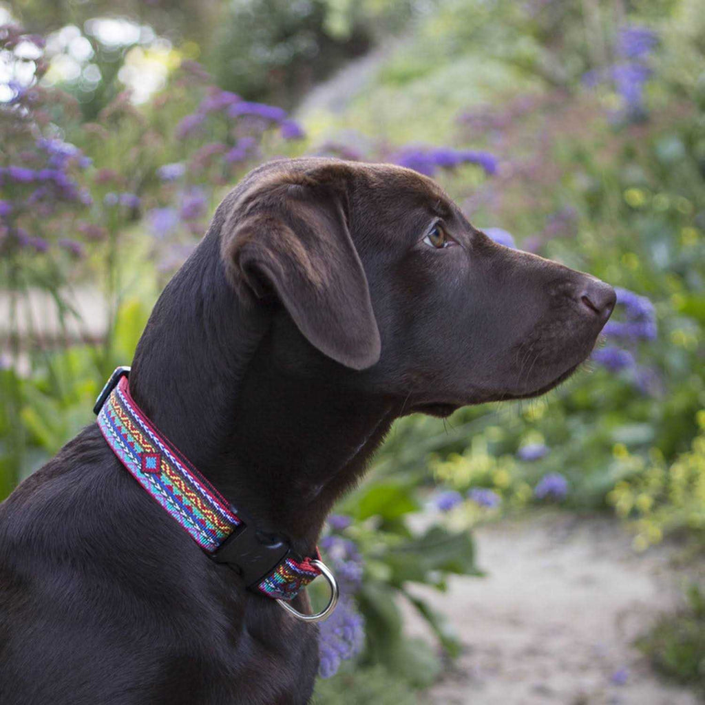 Dog Collar X56035
