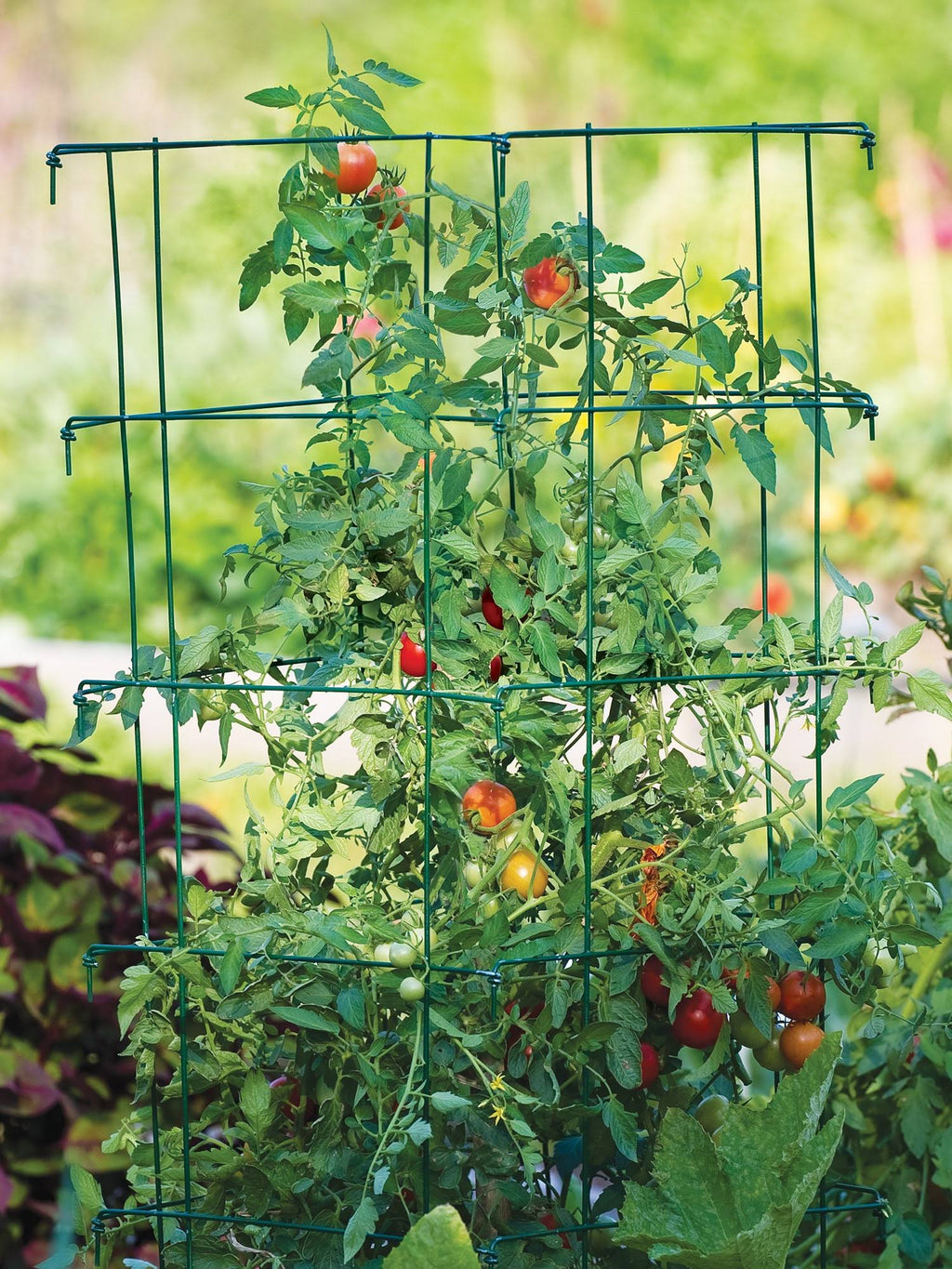 Green 3 Cages 3 Extenders Cage F679070