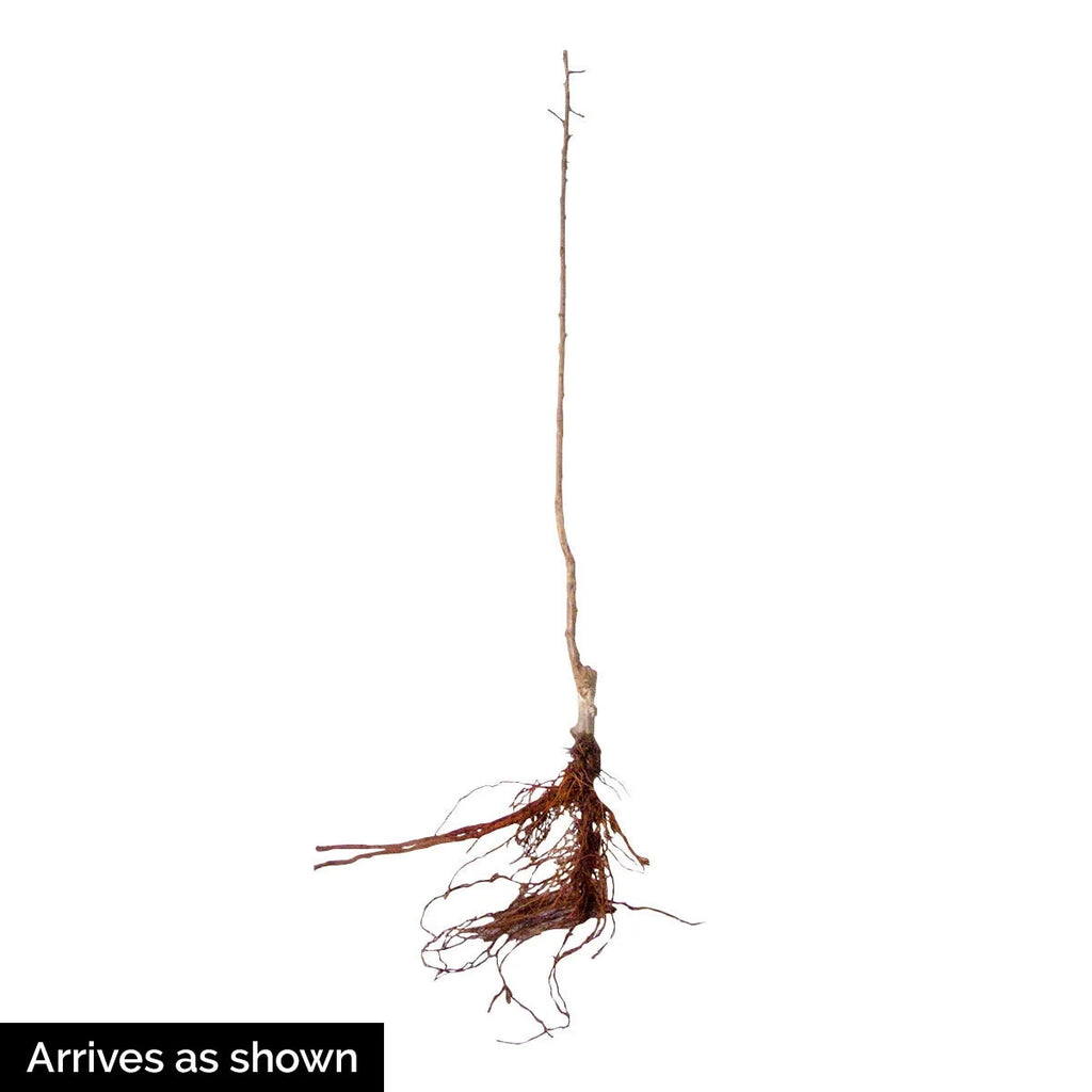 Dormant Bare Root Ornamental Tree (1-Pack) L47184
