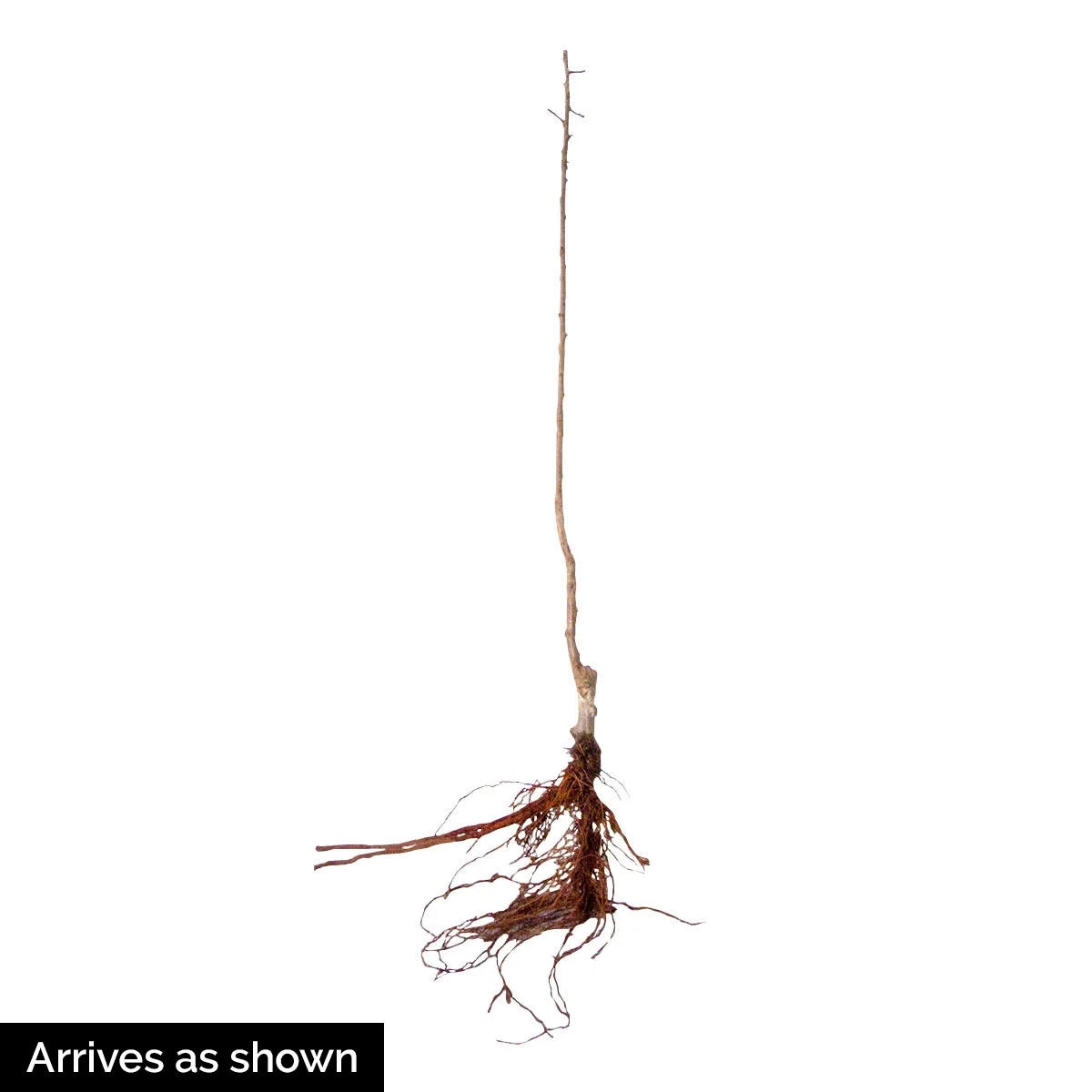 Dormant Bare Root Ornamental Tree (1-Pack) L47184