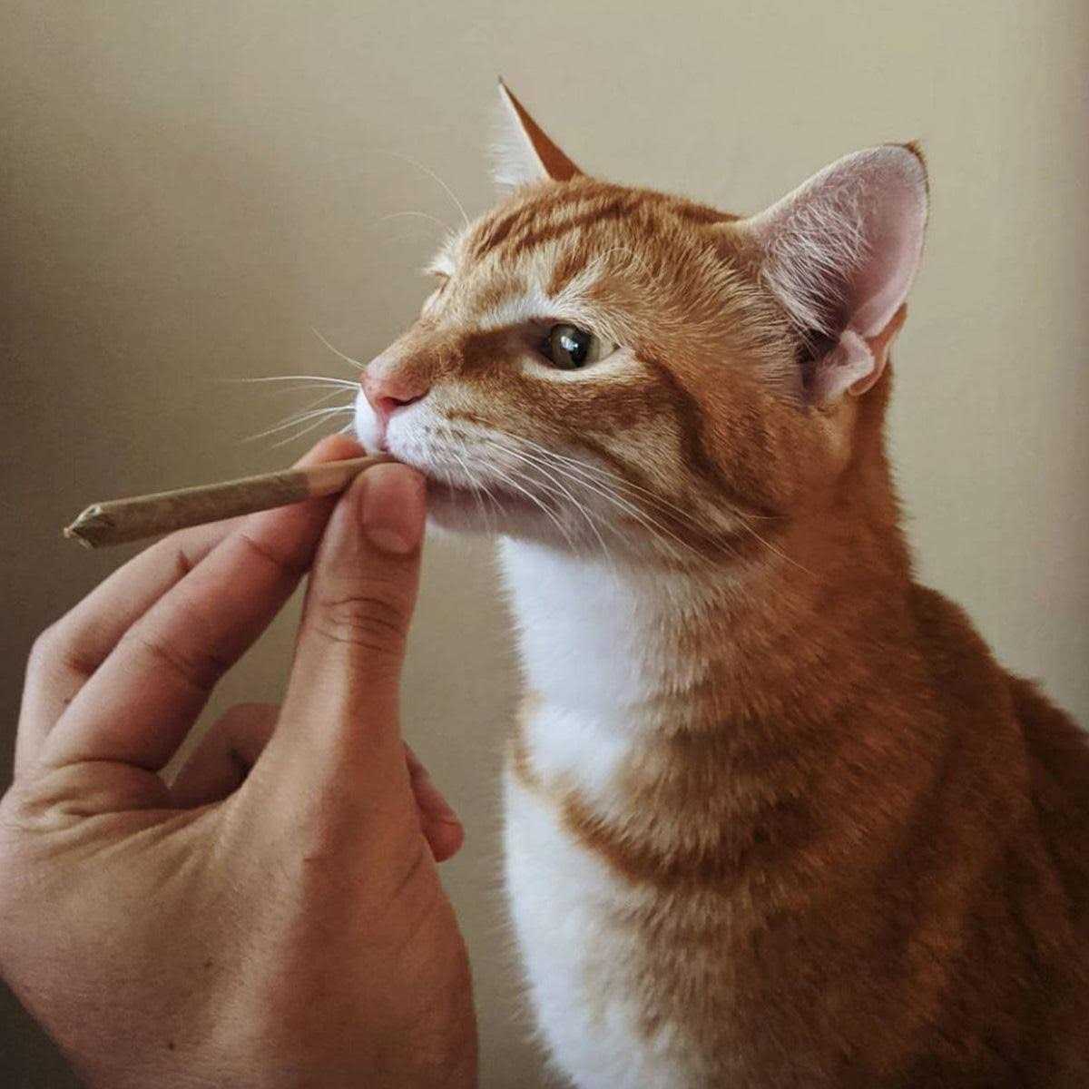 Catnip Pet Supplies H419