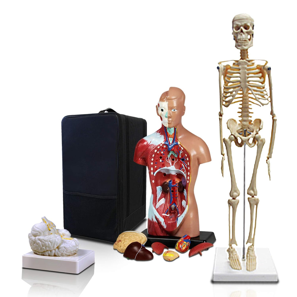 Set of Three Human Anatomy Models with Carrying Case O191695