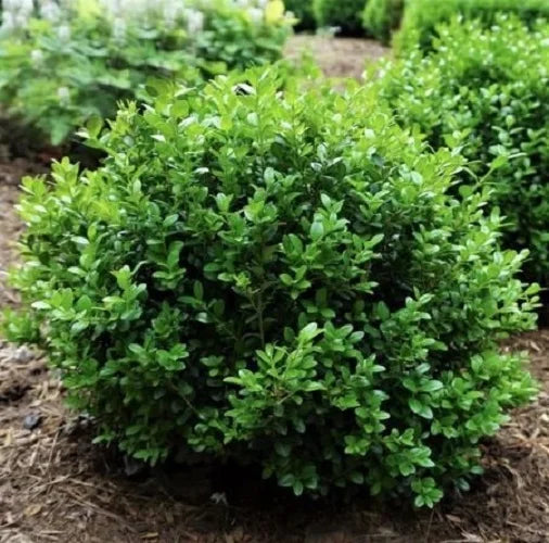 Live Plant 1 QT Evergreen O8131