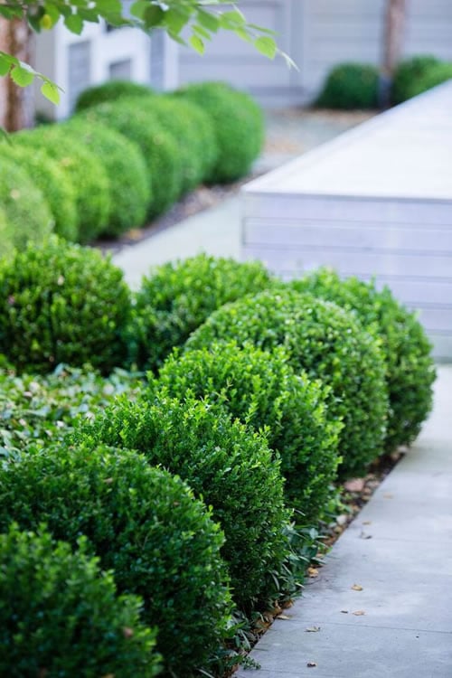 Live Plant 1 QT Evergreen O8131